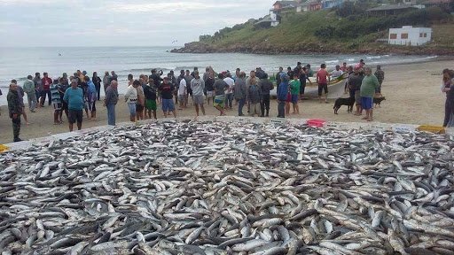 Pesca da Tainha