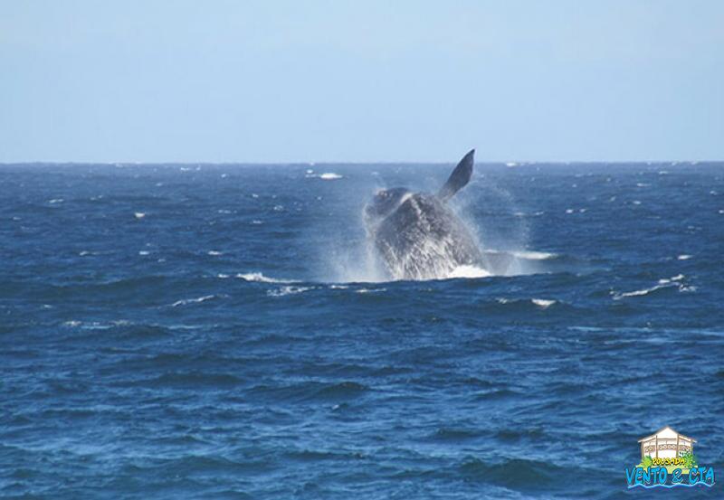 Temporada das Baleias