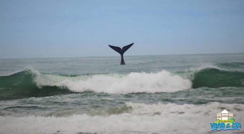 Temporada das Baleias