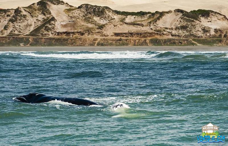 Temporada das Baleias
