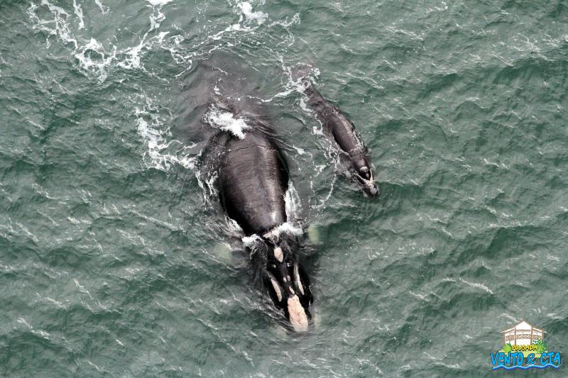 Temporada das Baleias