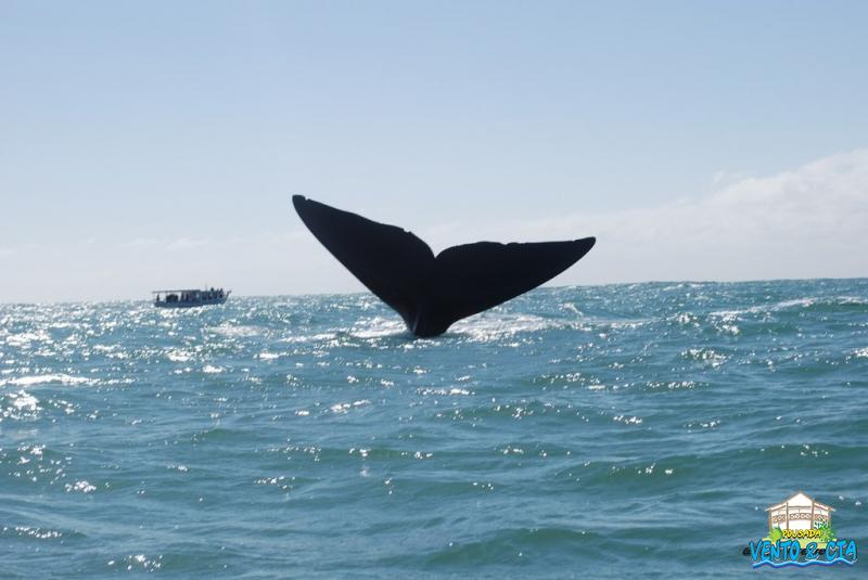 Temporada das Baleias