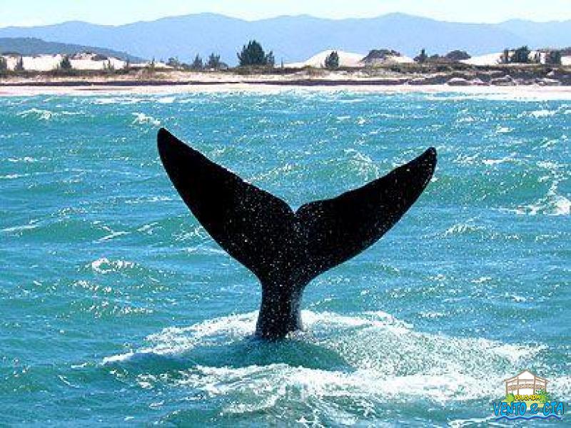 Temporada das Baleias