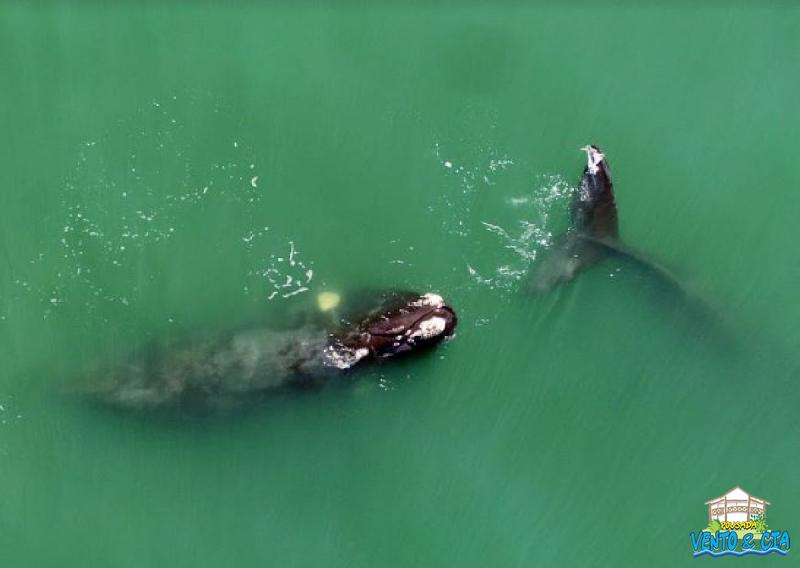 Temporada das Baleias